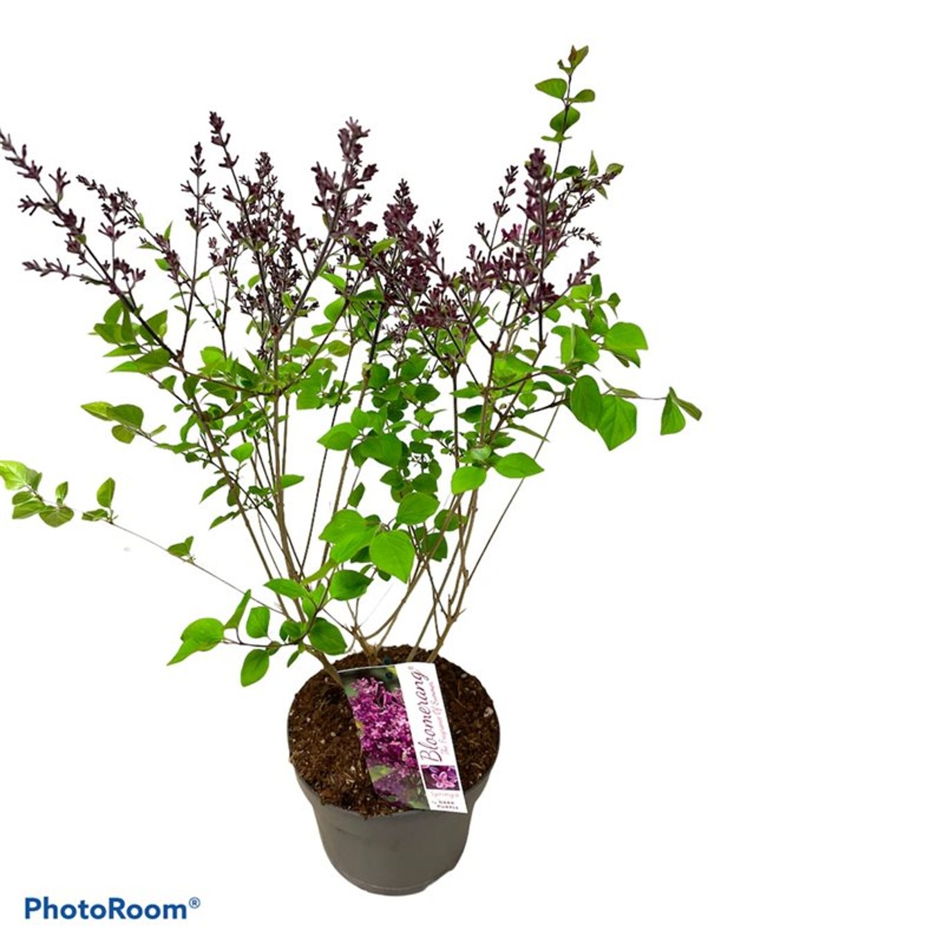 Syren – Syringa Bloomerang 'Dark Purple' - C3 40-50 CM